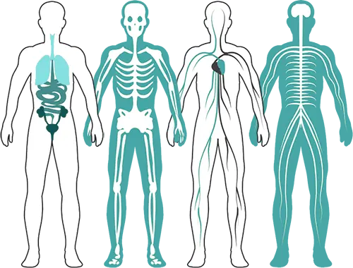 Figures de diferents sistemes del cos humà